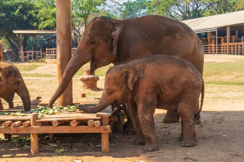Campo de elefantes en Chiang Mai
